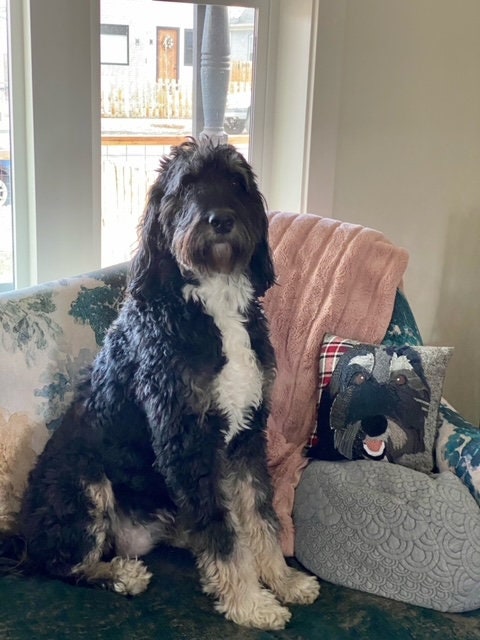 Custom Pet Pillow